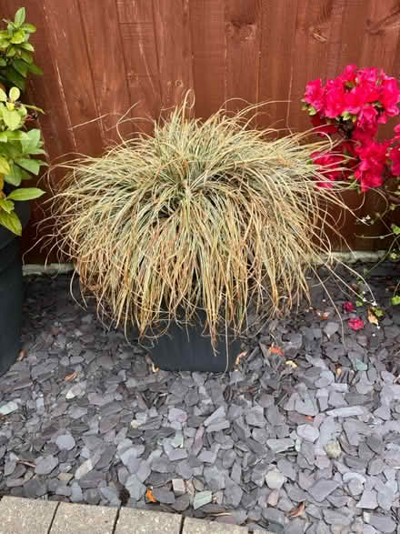 Photo of free 3 grasses in pots (CH62 bromborough) #1