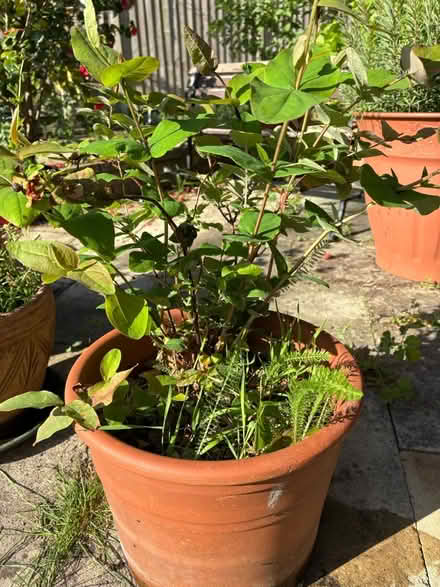 Photo of free plant in pot (NN3 Meadowfields) #2