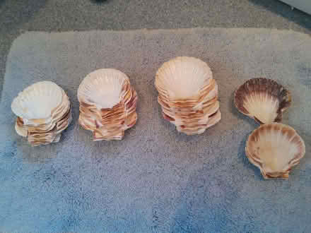 Photo of free Scallop Shells (Headington OX3) #1