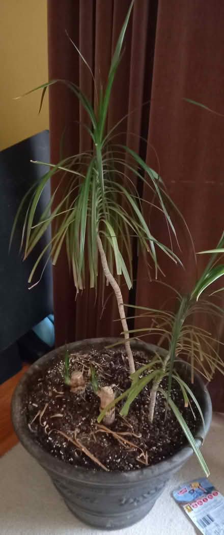 Photo of free House Plant (North York: Bathurst Manor) #1