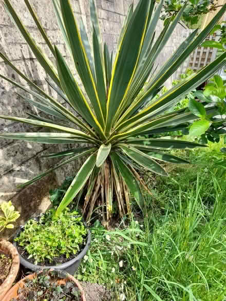 Photo of free 2 yukka trees, Spanish daggers (Larkhall, Bath BA1) #4