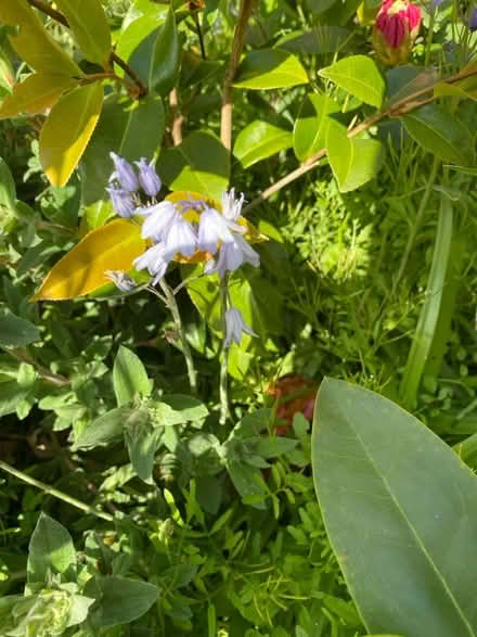 Photo of free Plants (CT10) #1