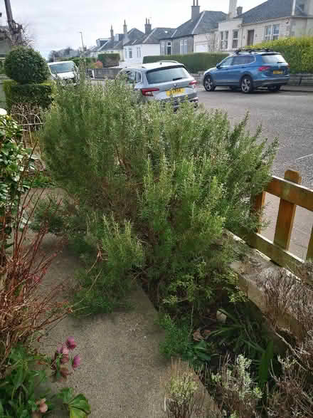 Photo of free Rosemary (Joppa EH15) #1