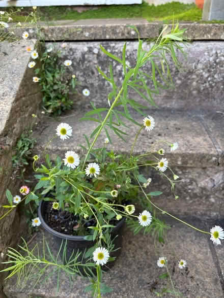 Photo of free Mexican fleabane & Purple toadflax (Lower Weston) #1