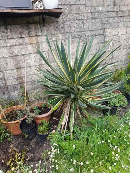 Photo of free 2 yukka trees, Spanish daggers (Larkhall, Bath BA1) #1