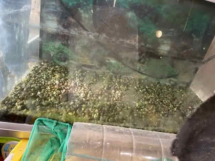 Photo of free 54L Aquarium, fishtank stand, equip (Bicester East OX26) #3