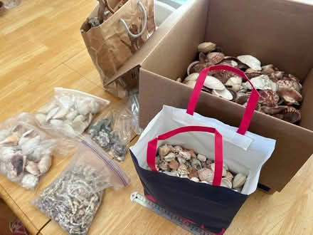 Photo of free Large collection of seashells (Downtown Sunnyvale) #1