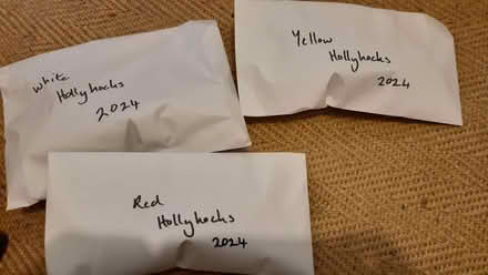 Photo of free Hollyhock seeds (Upper Holloway N19) #1