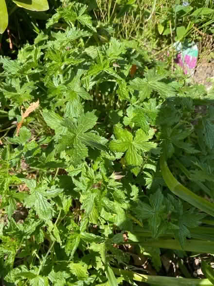 Photo of free Plants (CT10) #3