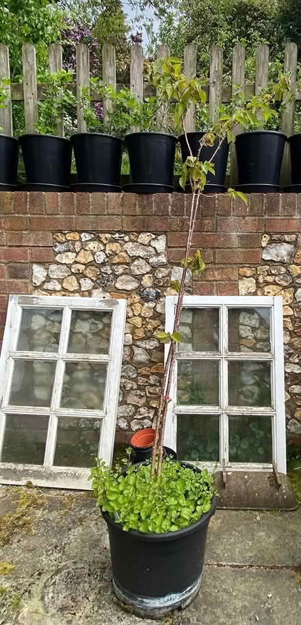 Photo of free Cherry trees (Great Kingshill HP15) #1