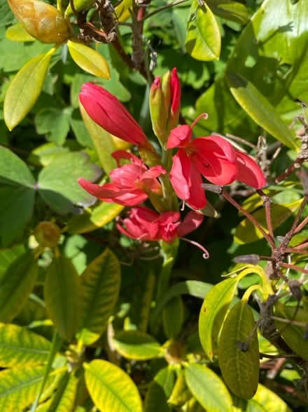 Photo of free Plants (CT10) #2