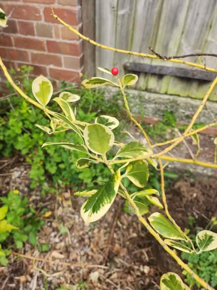 Photo of free Variegated Holly tree in need of tlc (Little Lyth SY3) #2