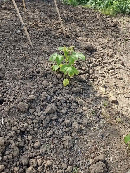 Photo of free Raspberry runners (Upper Weston) #1