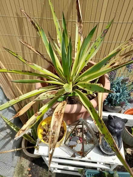 Photo of free Yukka plant in pot(Spanish dagger) (Larkhall, Bath BA1) #1