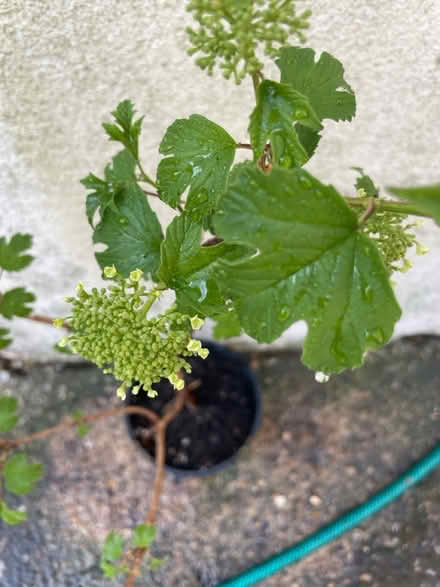 Photo of free Current bush/tree (Abingdon) #2