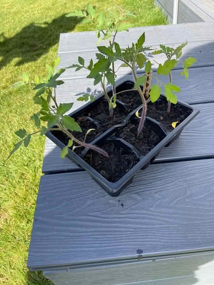 Photo of free Bush tomato plants (Horsham) #1