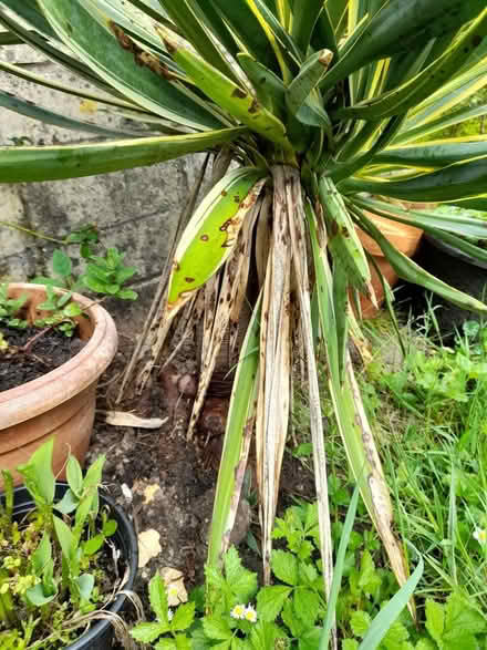 Photo of free 2 yukka trees, Spanish daggers (Larkhall, Bath BA1) #2