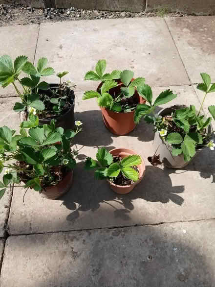 Photo of free Strawberry plants (Great Shefford RG17) #1