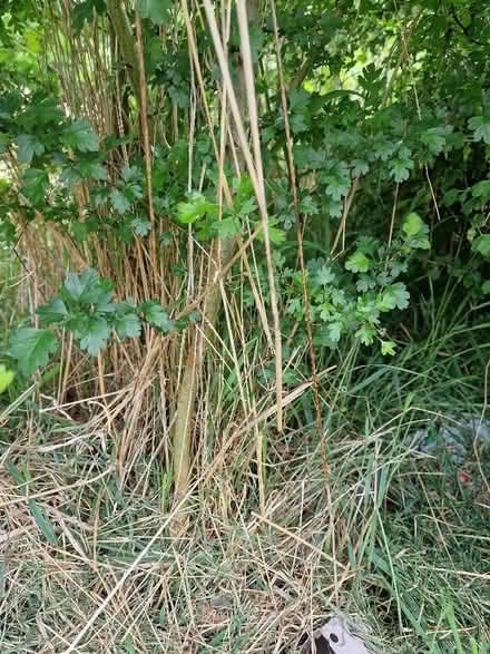 Photo of free trees (Hawthorne and Hazel) (New Town CO1) #4