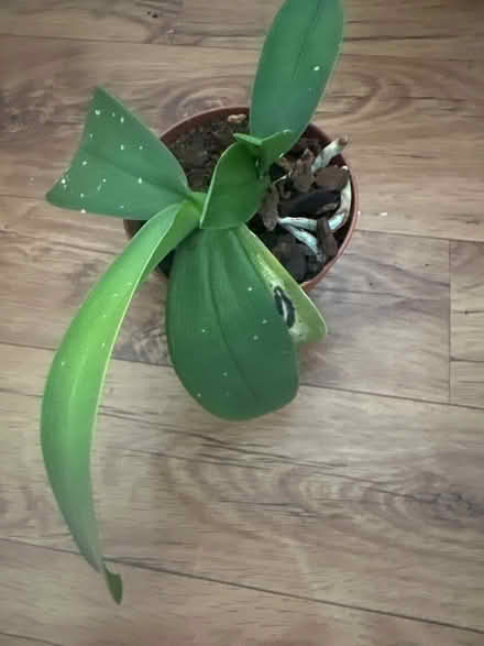 Photo of free Plant (Windsor SL4) #1