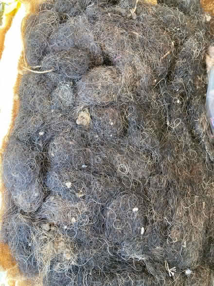 Photo of free Horsehair for upholstery or crafts (Cubbington CV32) #1