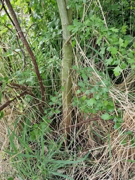 Photo of free trees (Hawthorne and Hazel) (New Town CO1) #2