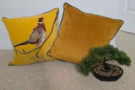 Photo of free Gorgeous throw pillows (G75 8PQ) #1