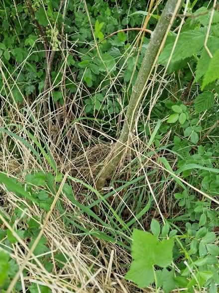 Photo of free trees (Hawthorne and Hazel) (New Town CO1) #3