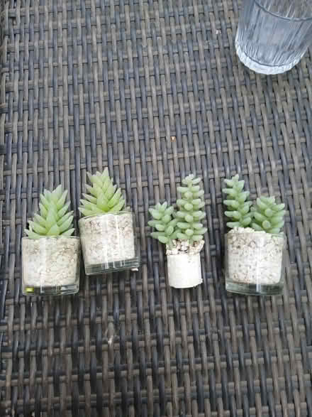 Photo of free Four faux succulents (TW12) #1