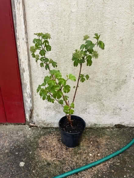 Photo of free Current bush/tree (Abingdon) #1