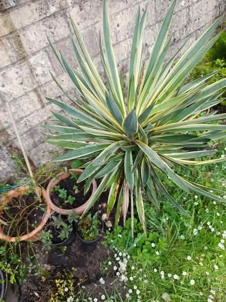Photo of free 2 yukka trees, Spanish daggers (Larkhall, Bath BA1) #3