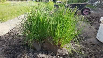 Photo of free Chive (Penrith CA11) #1