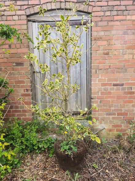 Photo of free Variegated Holly tree in need of tlc (Little Lyth SY3) #1