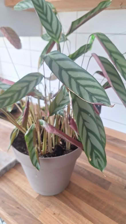 Photo of free Never never indoor plant (Kingscourt, Stroud) #2