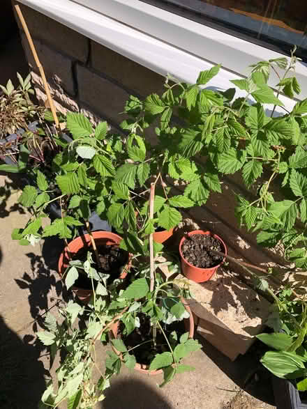 Photo of free Raspberry plants (Gogarloch EH12) #1