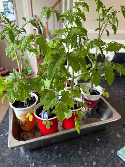 Photo of free Vining cherry tomato plants (Collier row romford. RM5) #1