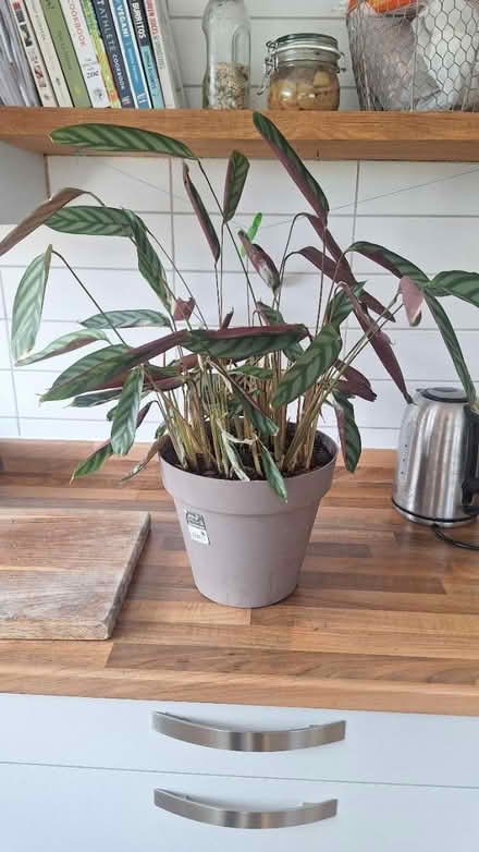 Photo of free Never never indoor plant (Kingscourt, Stroud) #1