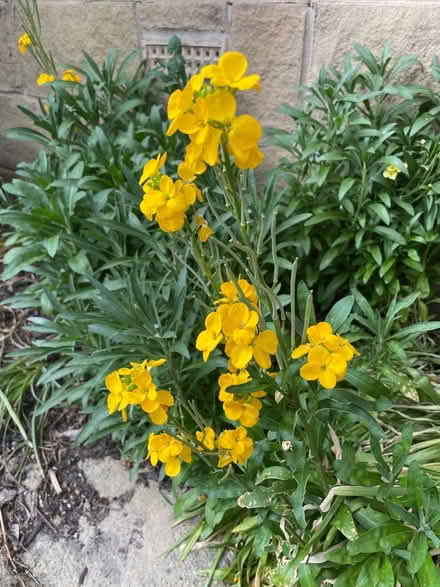 Photo of free Wallflower plants (Horsforth LS18) #2