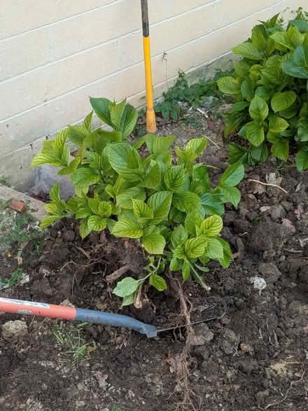 Photo of free Pink Hydrangea (Weston Park) #2