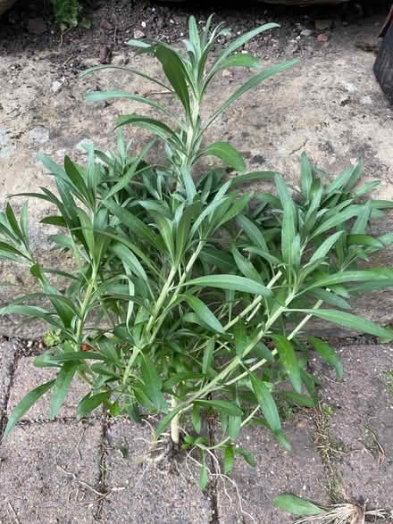 Photo of free Wallflower plants (Horsforth LS18) #1