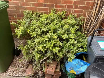 Photo of free Hebe (Southsea PO1) #1