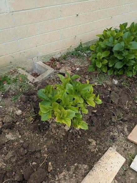 Photo of free Pink Hydrangea (Weston Park) #1