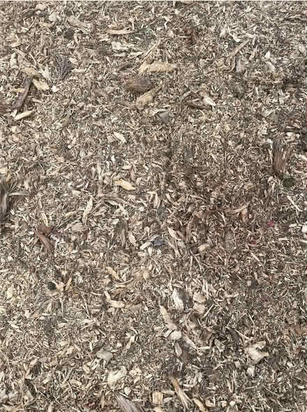 Photo of free Wood chippings (Southhouse EH17) #1