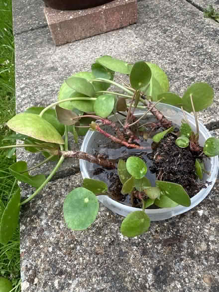 Photo of free plants (N14 4TP oakwood) #2