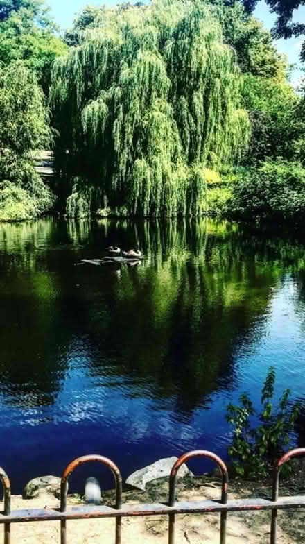Photo of Garden plants, stones, turf. (Wimbledon SW19) #1