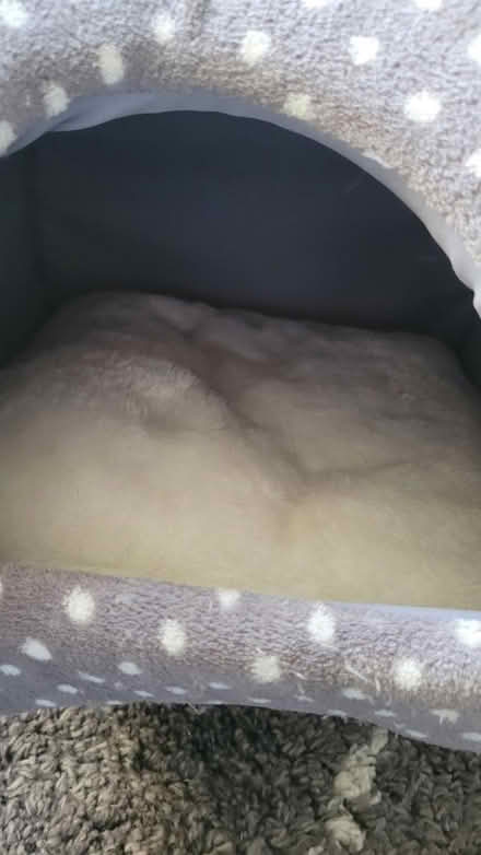 Photo of free Cat bed (Barden Park, Tonbridge) #2
