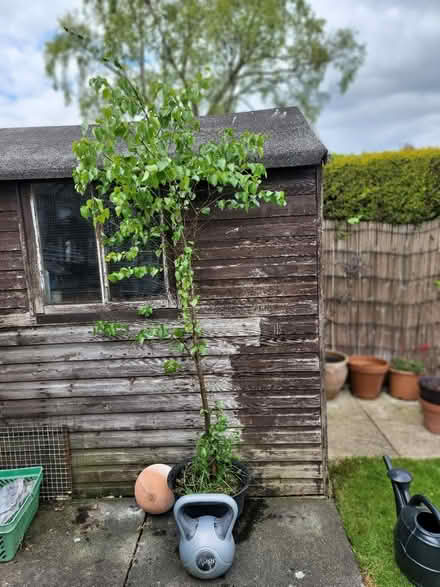Photo of free Silver Birch Tree (Stockton-on-Tees TS19) #1