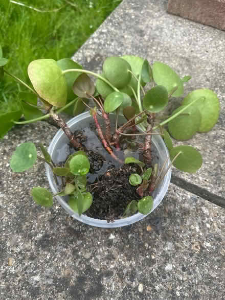 Photo of free plants (N14 4TP oakwood) #1