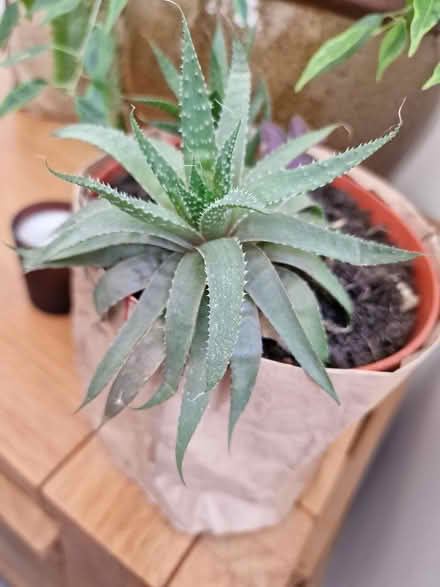 Photo of free Plant (Bootle L20) #2