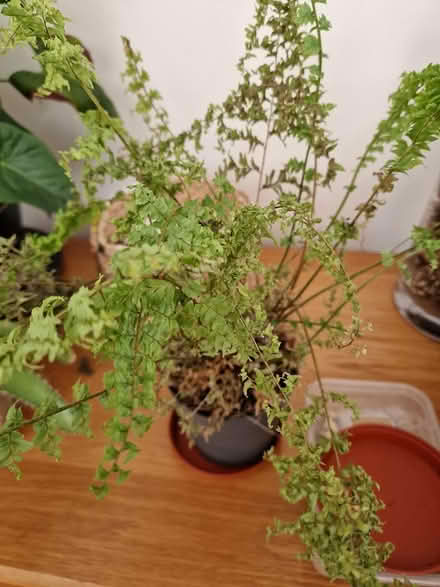 Photo of free Plant - fern (Bootle L20) #1
